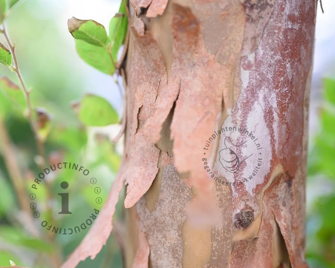 Stewartia pseudocamellia - XL
