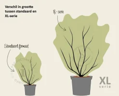 Stewartia pseudocamellia - XL