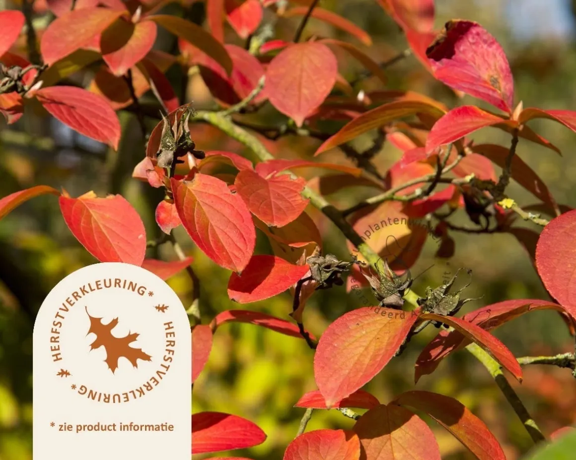 Stewartia pseudocamellia - XL