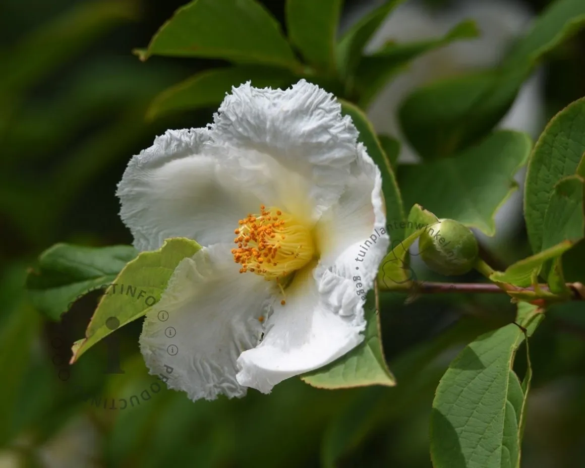 Stewartia pseudocamellia - XL
