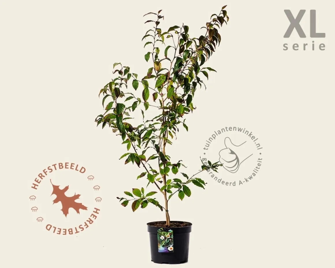 Stewartia pseudocamellia - XL