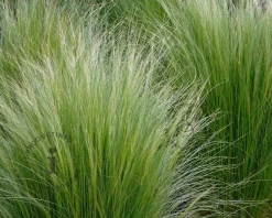 Stipa tenuissima 'Ponytails'