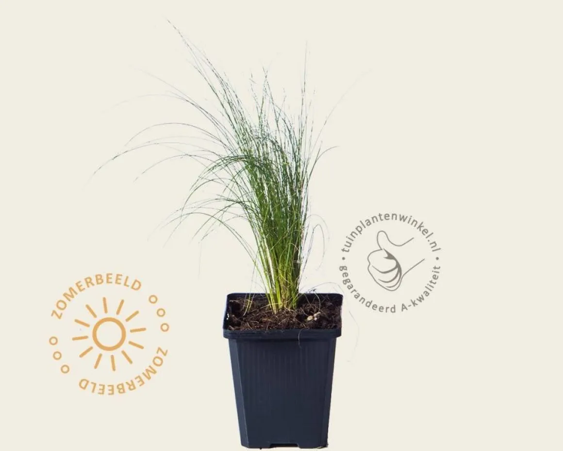 Stipa tenuissima 'Ponytails'