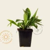 Stokesia laevis 'Alba'