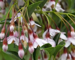 Styrax japonicus 'Purple Haze'