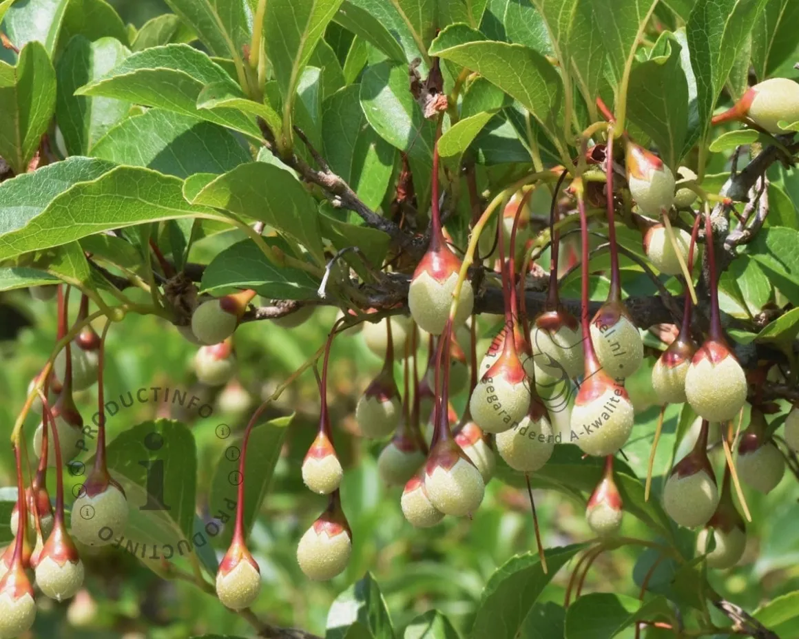 Styrax japonicus 'Purple Haze'
