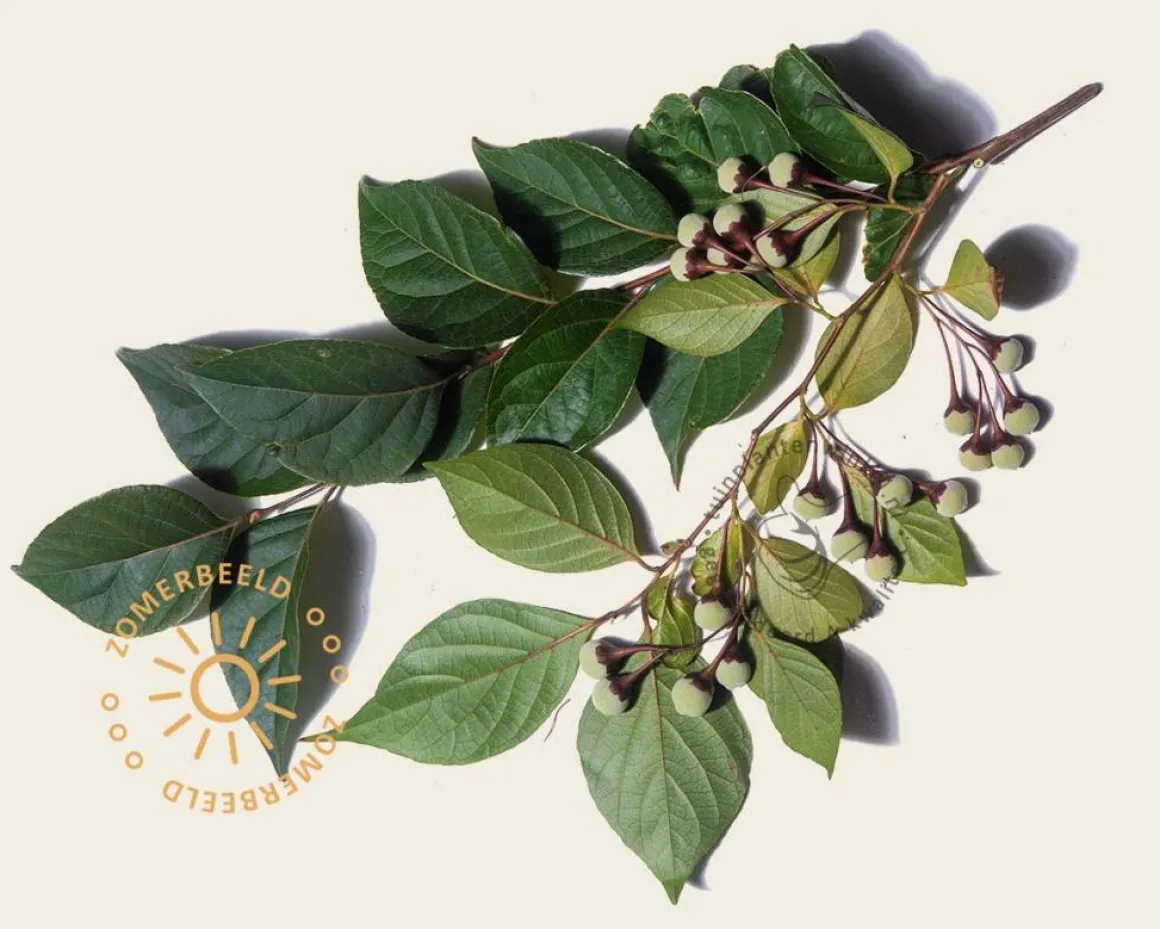 Styrax japonicus 'Purple Haze'