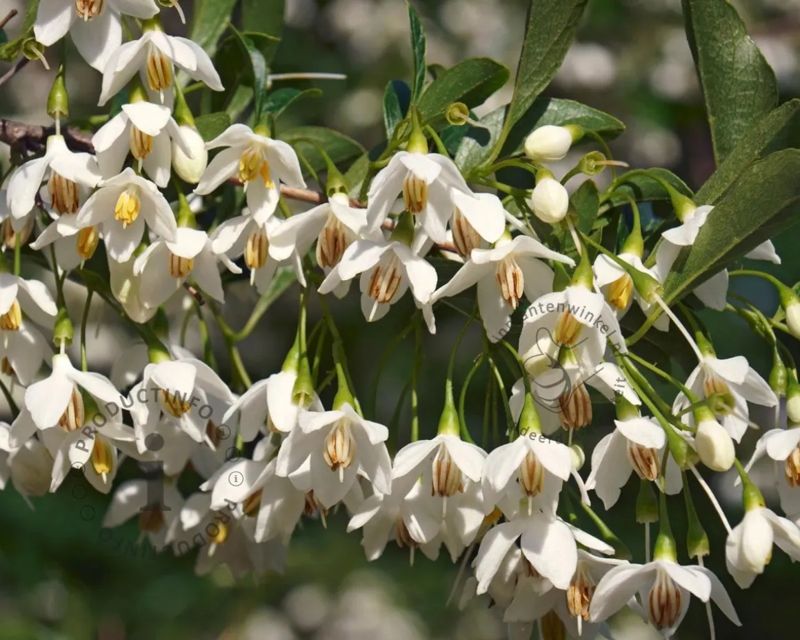 Styrax japonicus 'Snowcone'