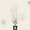 Styrax japonicus - XL
