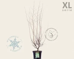 Styrax japonicus - XL
