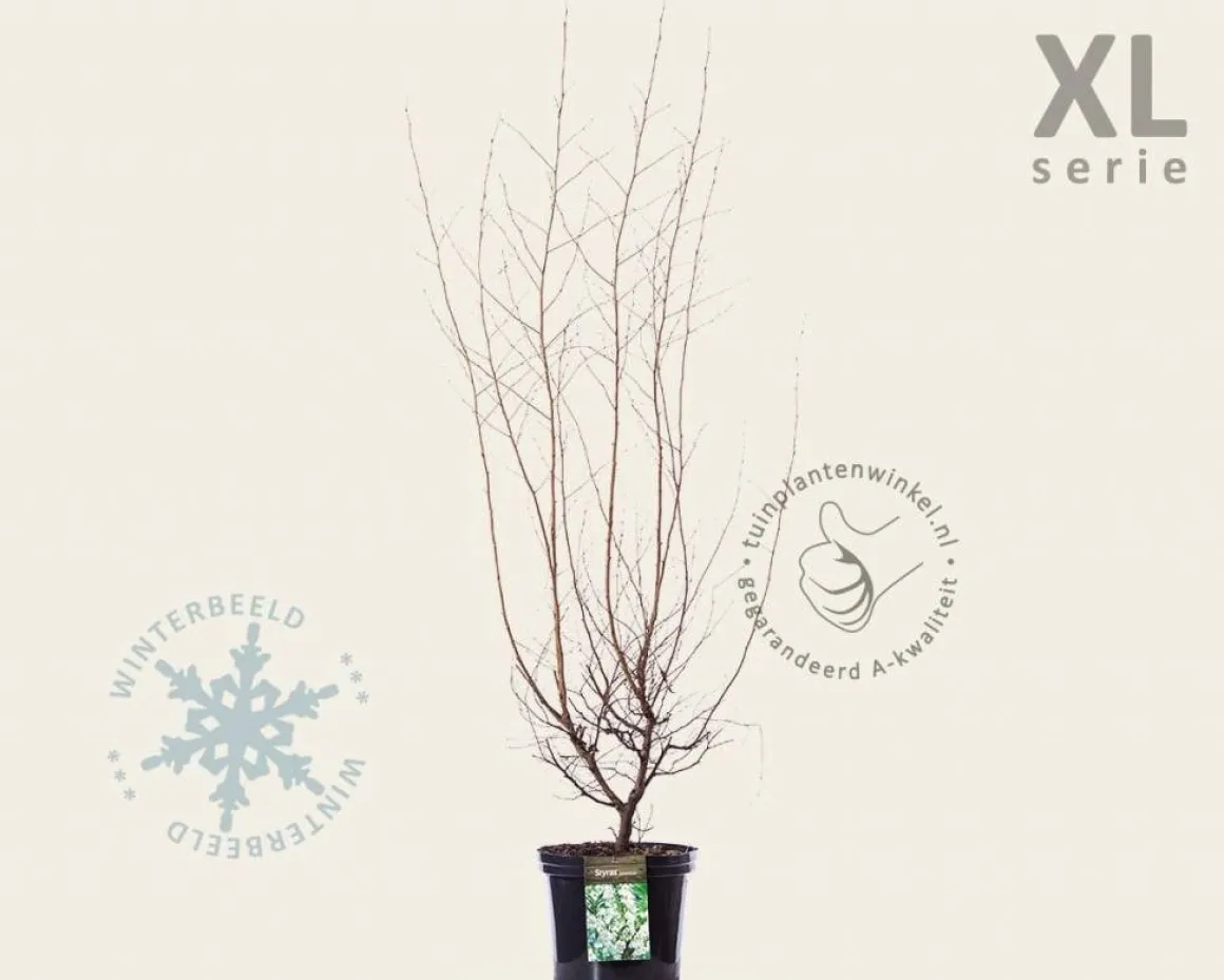 Styrax japonicus - XL