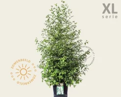 Styrax japonicus - XL