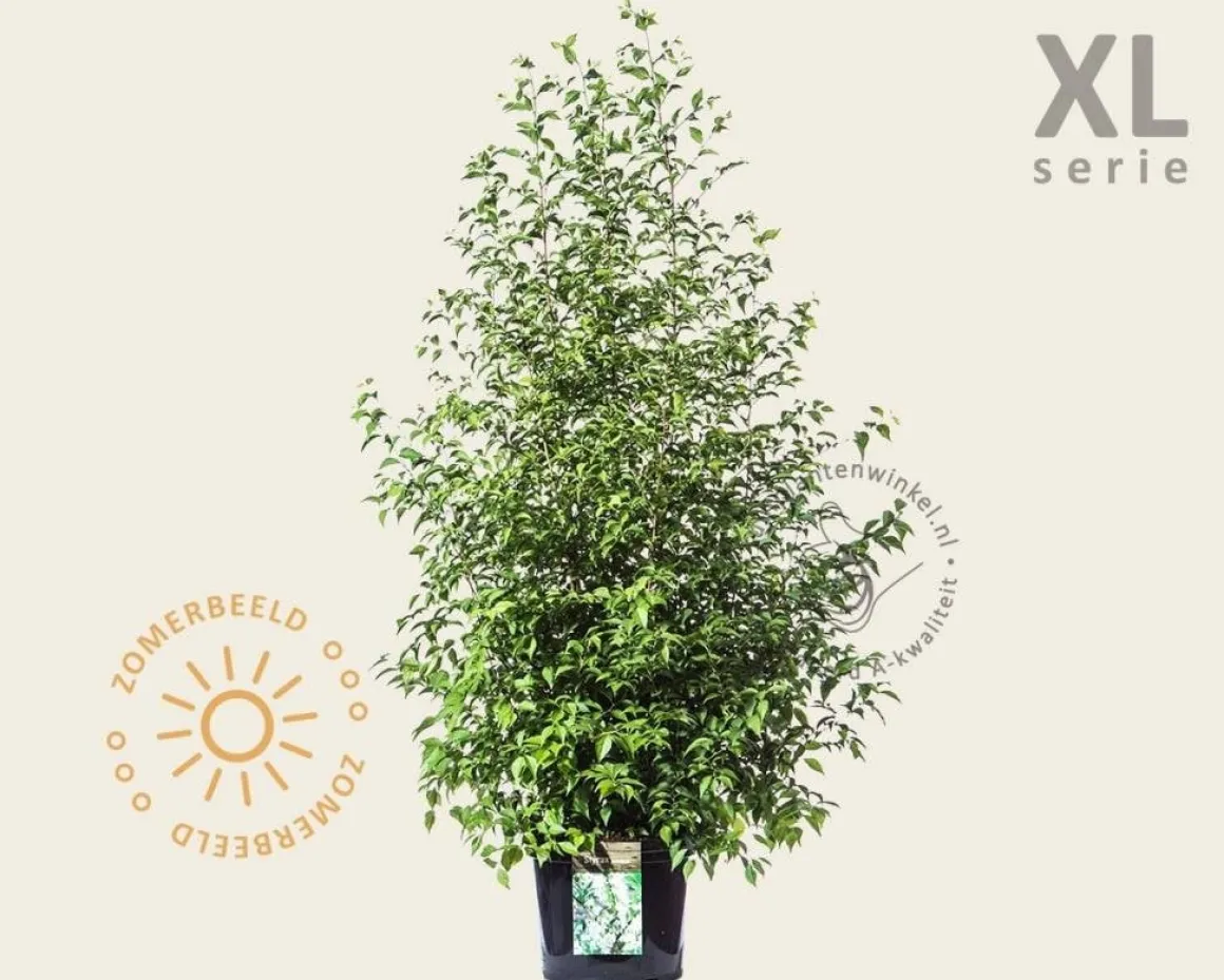 Styrax japonicus - XL