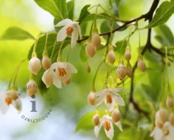Styrax japonicus - XL+