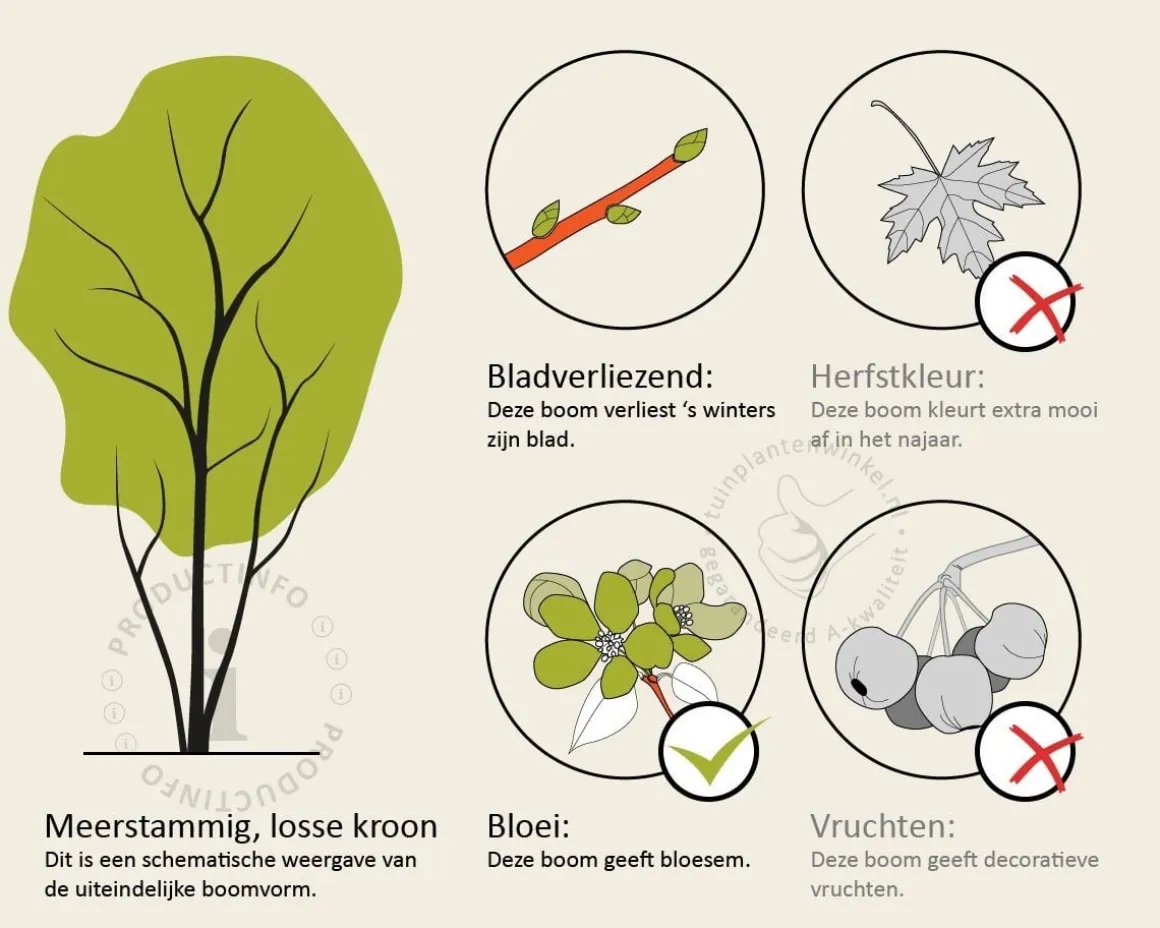 Styrax japonicus - XL+