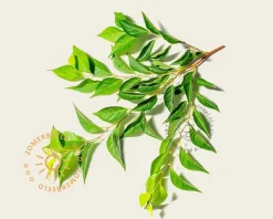 Styrax japonicus - XL+