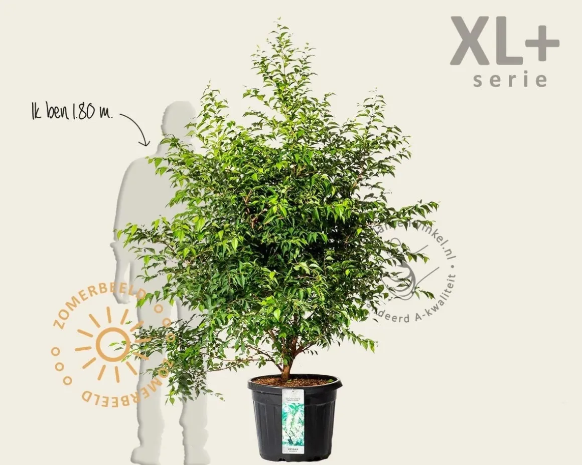 Styrax japonicus - XL+