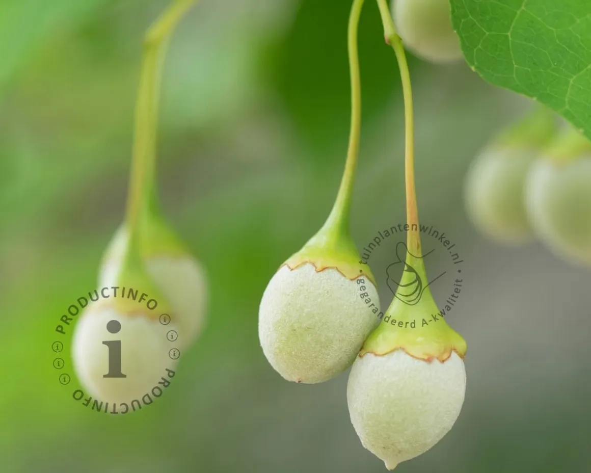 Styrax japonicus - XL+