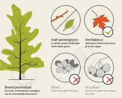 Sycoparrotia semidecidua 'Purple Haze' - beveerd