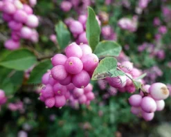 Symphoricarpos x doorenbosii 'Mother of Pearl'