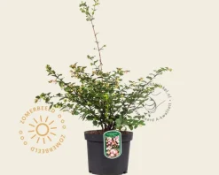 Symphoricarpos x doorenbosii 'Mother of Pearl'