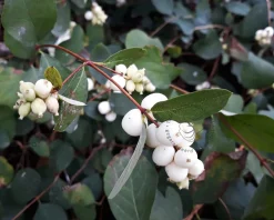 Symphoricarpos x doorenbosii 'White Hedge'