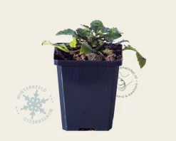 Symphytum  grandiflorum