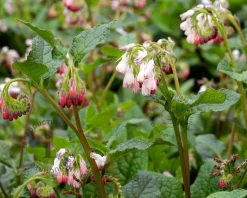 Symphytum grandiflorum