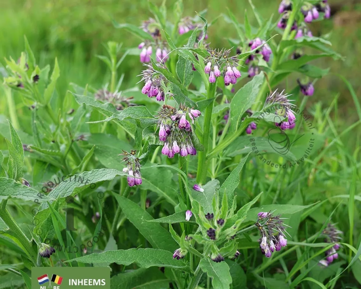 Symphytum officinale