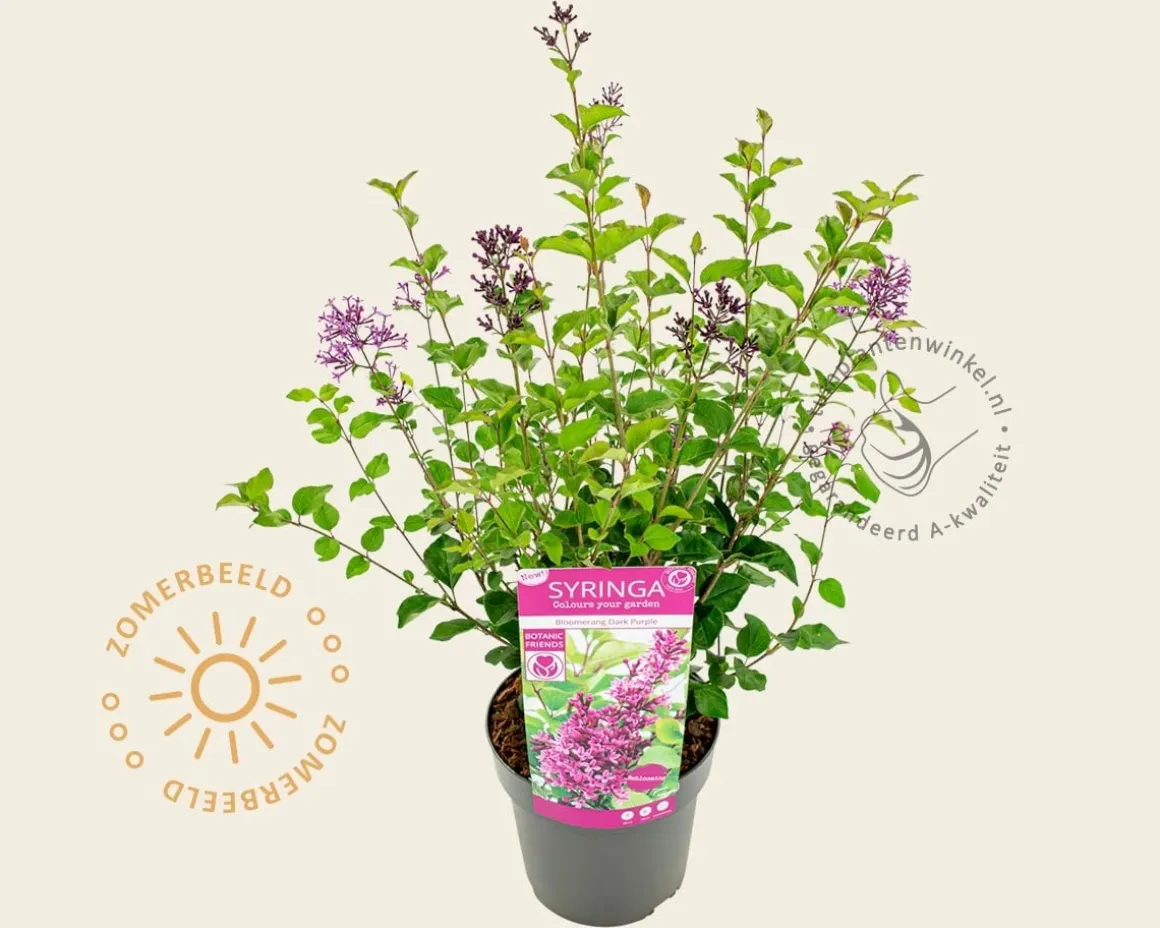 Syringa Bloomerang 'Dark purple'