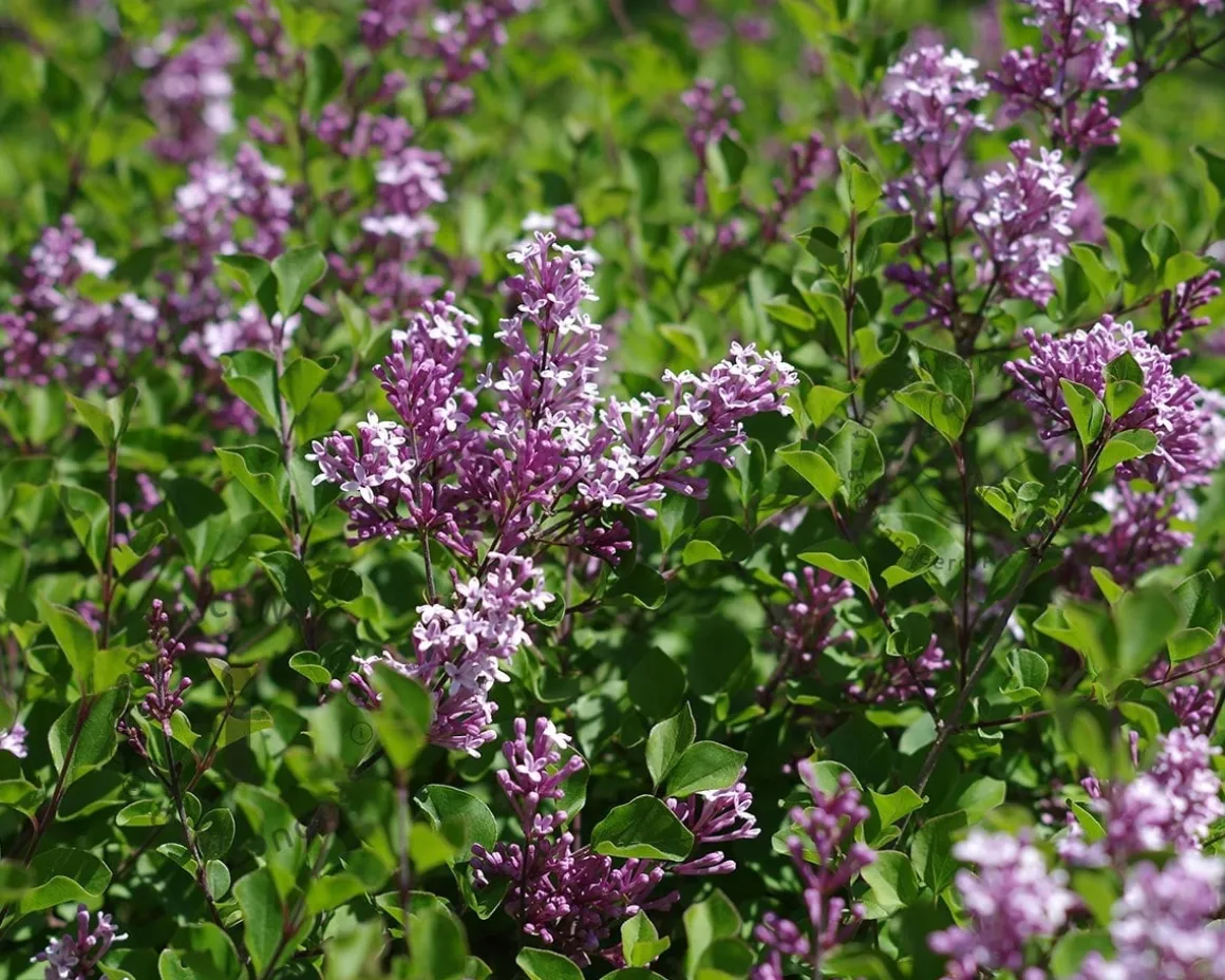 Syringa Bloomerang 'Dark purple'