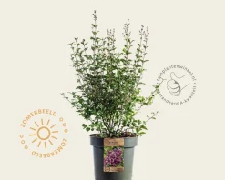 Syringa Bloomerang 'Dark purple' - XL