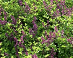 Syringa Bloomerang 'Dark purple' - XL