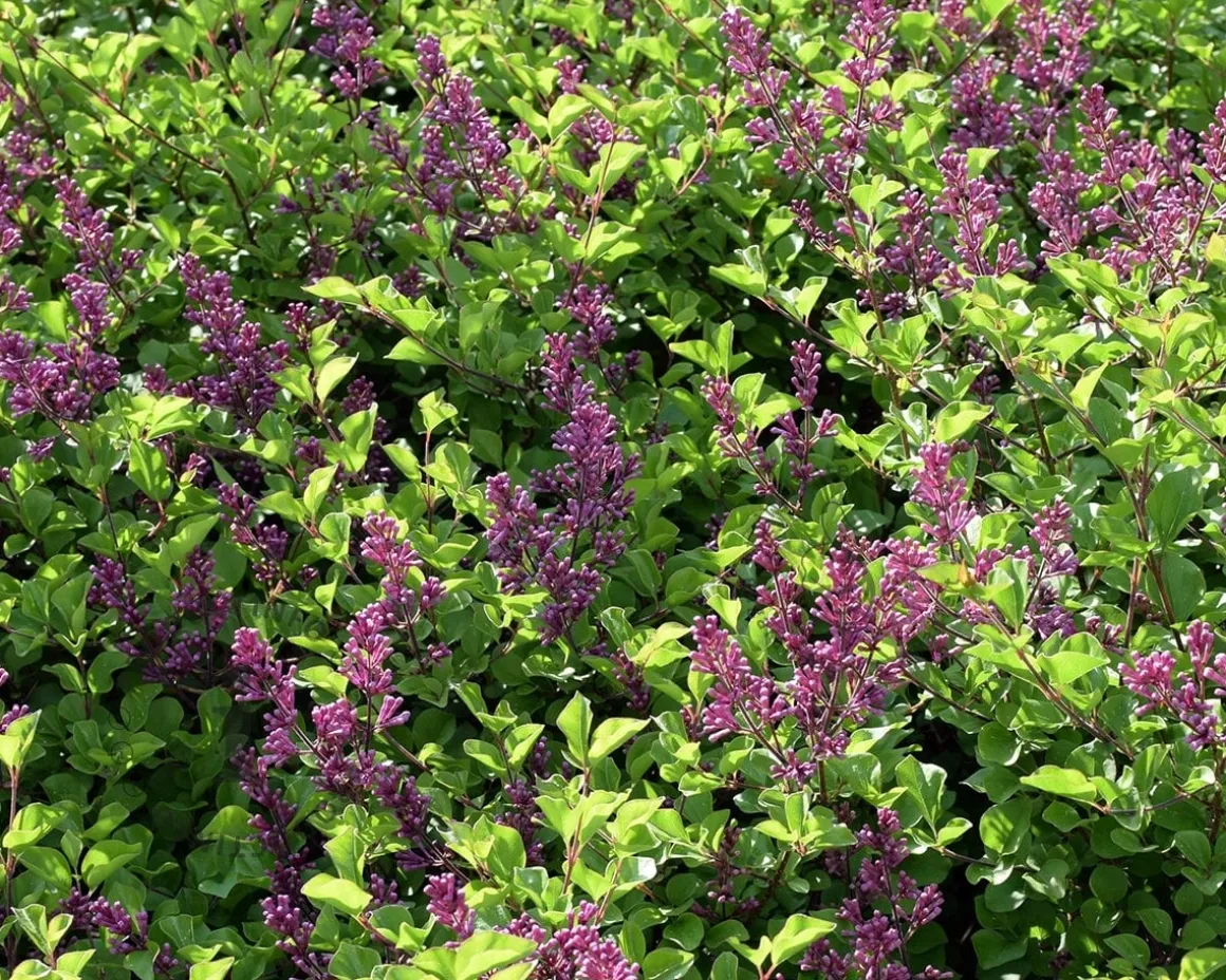 Syringa Bloomerang 'Dark purple' - XL