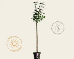 Syringa Bloomerang 'Dark purple' - op stam