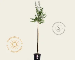 Syringa Bloomerang 'Dark purple' - op stam