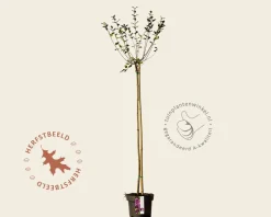 Syringa Bloomerang 'Dark purple' - op stam