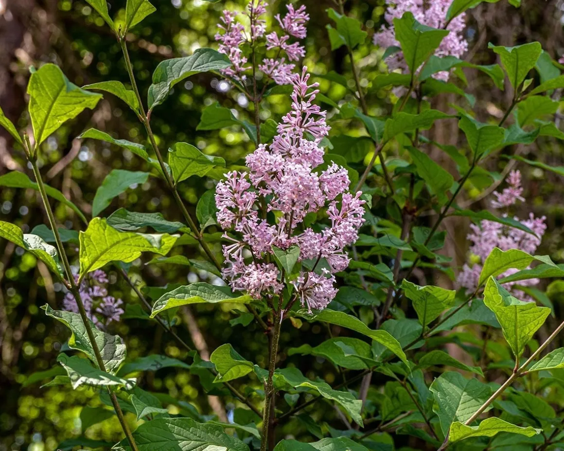 Syringa josikaea - hoogstam