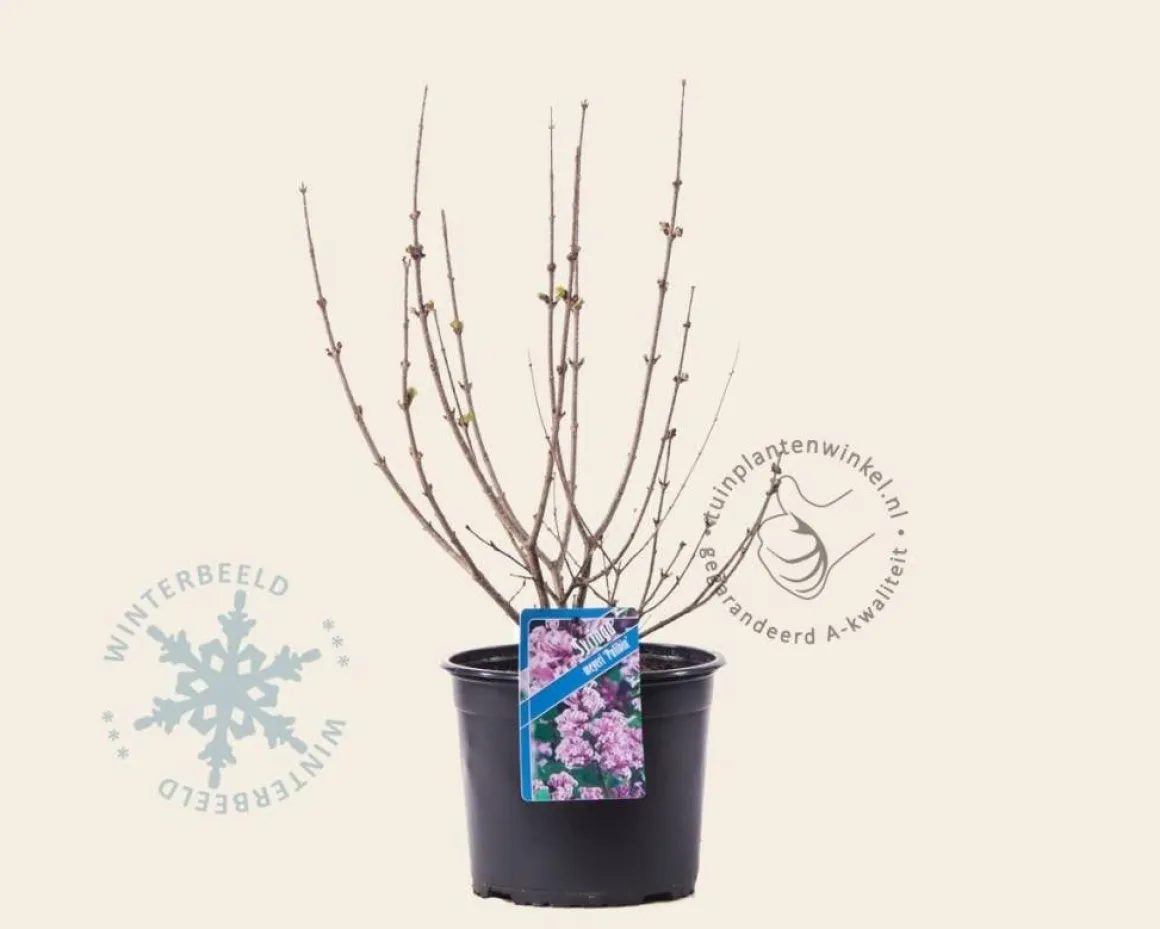Syringa meyeri 'Palibin'