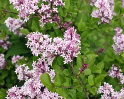 Syringa meyeri 'Palibin'