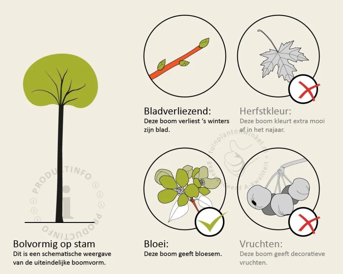 Syringa meyeri 'Palibin' - hoogstam