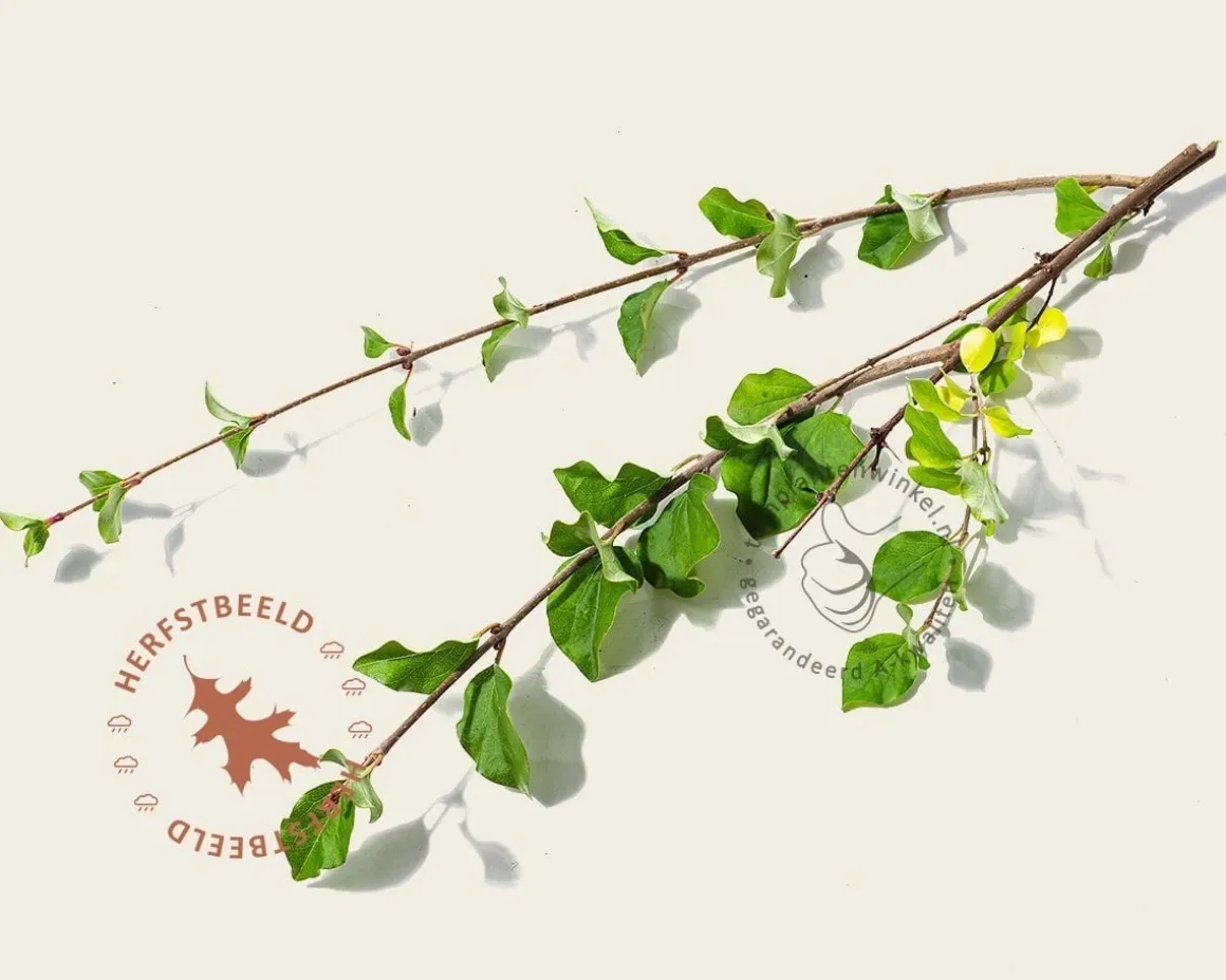 Syringa meyeri 'Palibin' - hoogstam