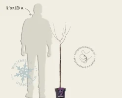Syringa meyeri 'Palibin' - op stam