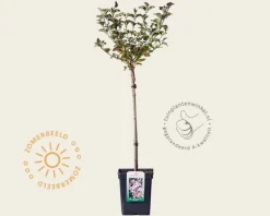 Syringa meyeri 'Palibin' - op stam