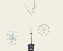 Syringa meyeri 'Palibin' - op stam