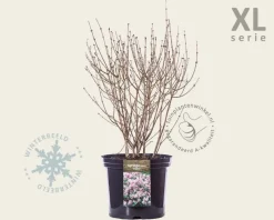 Syringa meyeri 'Palibin' - XL