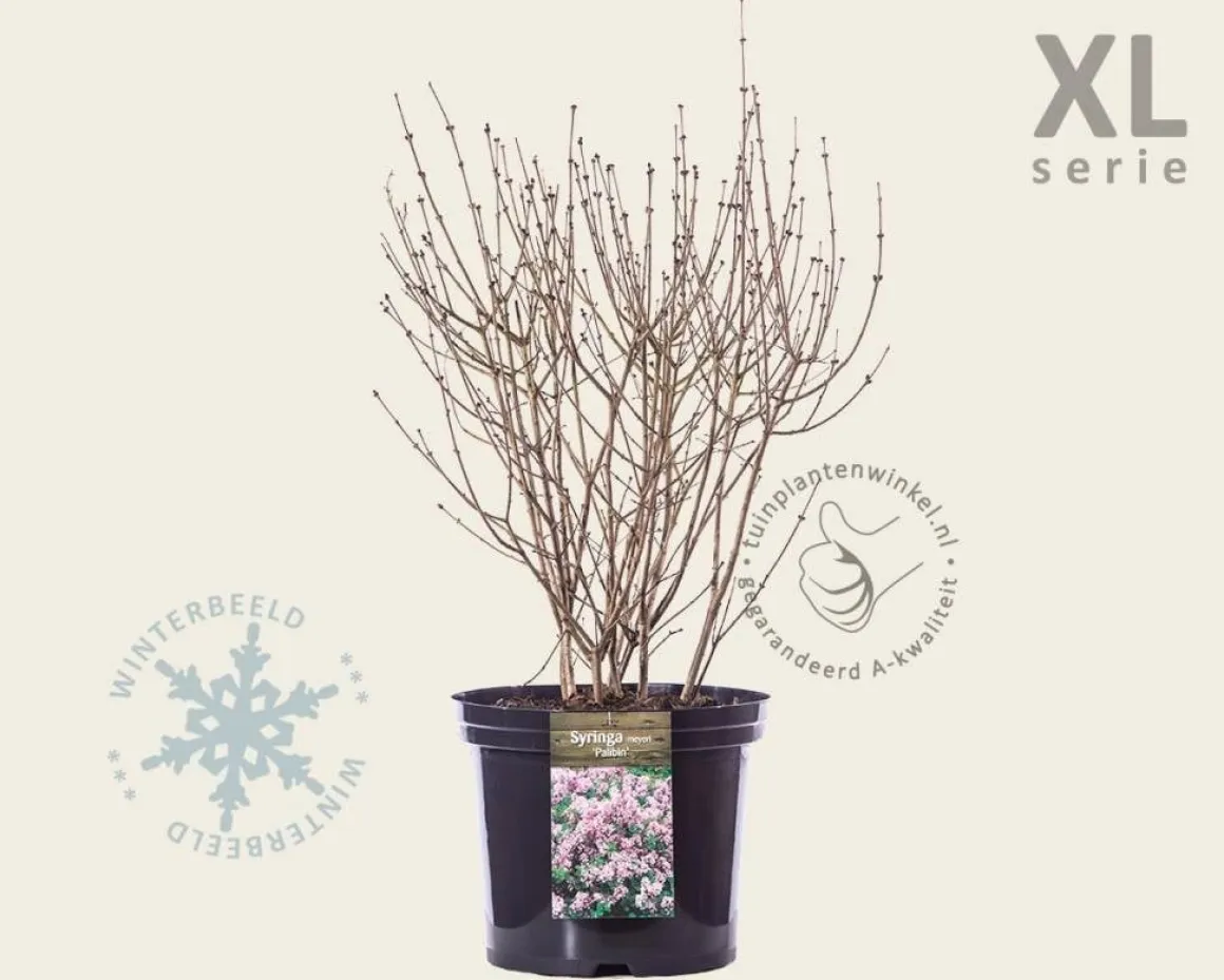 Syringa meyeri 'Palibin' - XL