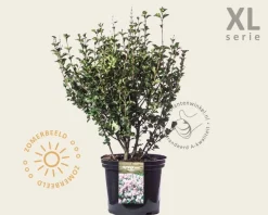 Syringa meyeri 'Palibin' - XL