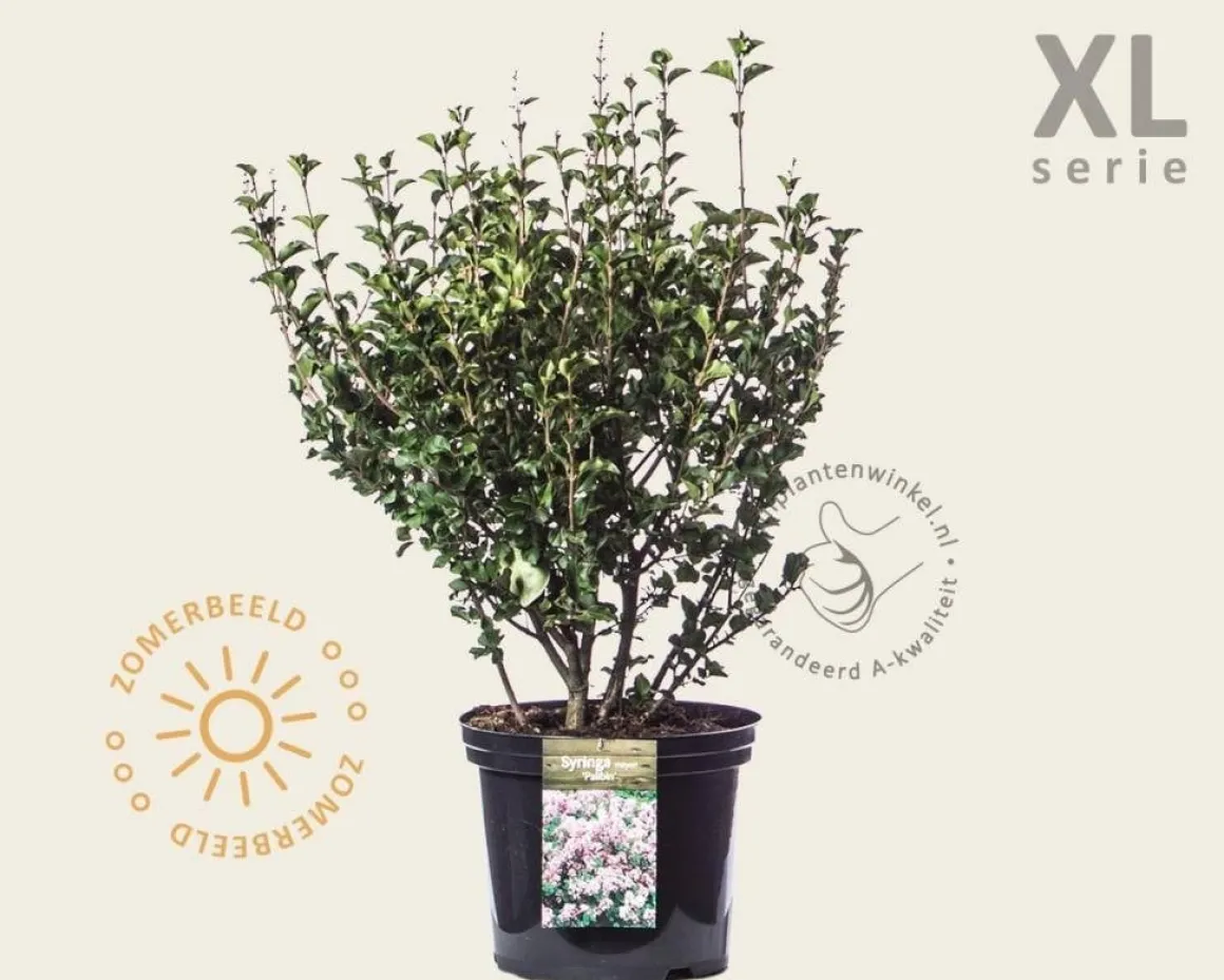 Syringa meyeri 'Palibin' - XL