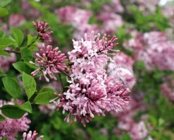 Syringa microphylla 'Superba'